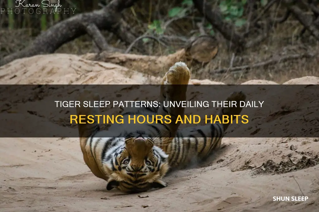 how many hours a tiger sleep