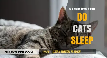 Unveiling the Weekly Sleep Patterns of Cats: Hours and Habits