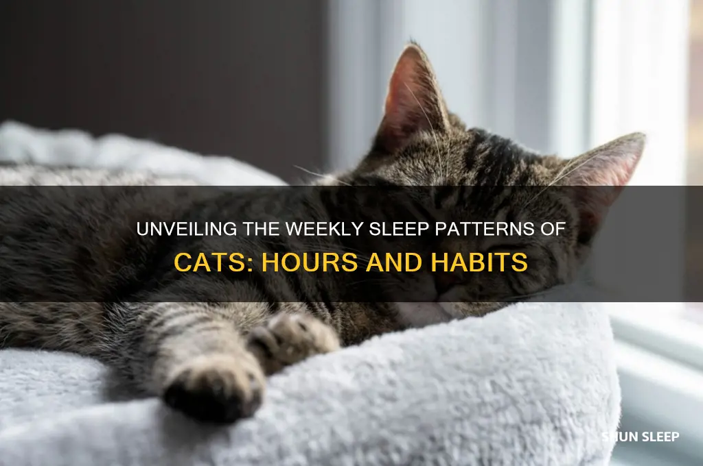 how many hours a week do cats sleep