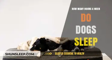 Understanding Your Dog's Weekly Sleep Patterns and Rest Needs