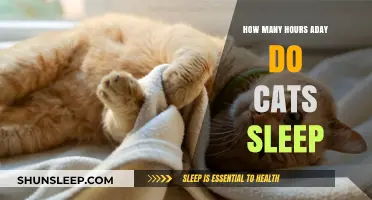 Understanding Cats' Daily Sleep Patterns: How Many Hours Do They Rest?