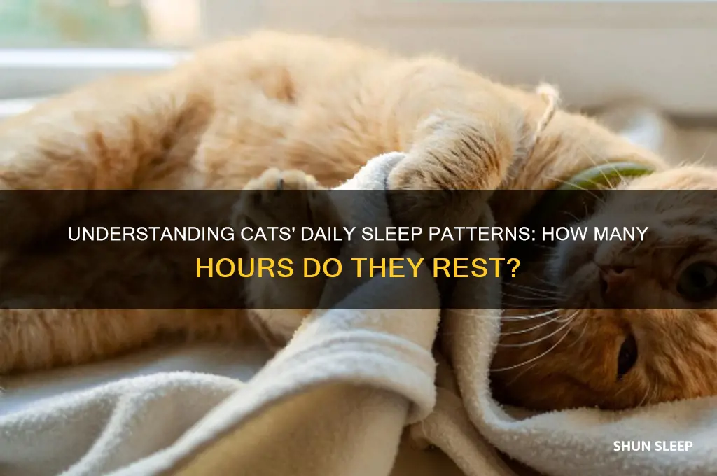 how many hours aday do cats sleep