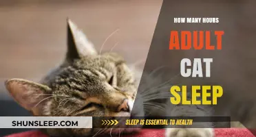 Understanding Adult Cat Sleep Patterns: Hours and Habits Explained