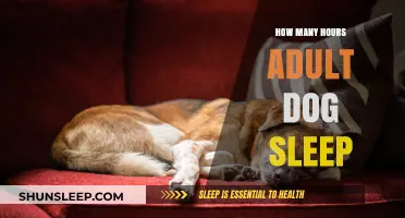 Understanding Adult Dog Sleep Patterns: How Many Hours Do They Need?