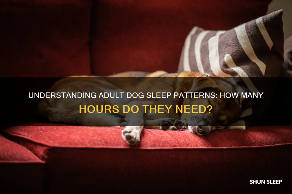 how many hours adult dog sleep