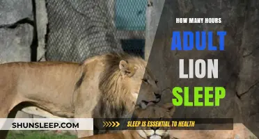 Unveiling the Surprising Sleep Patterns of Adult Lions Daily