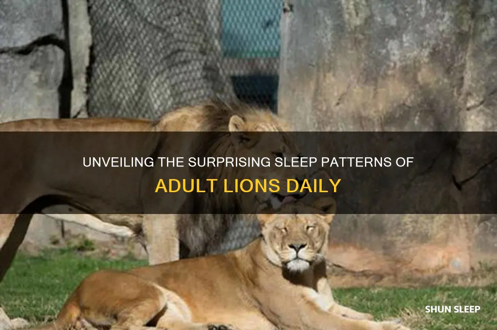how many hours adult lion sleep