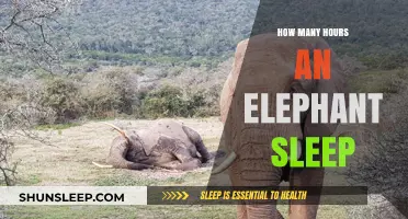 Elephant Sleep Patterns: Unveiling Their Restful Hours and Habits