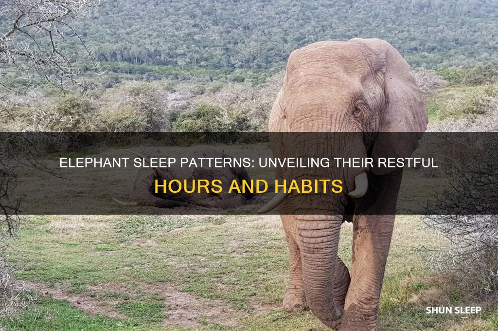 how many hours an elephant sleep