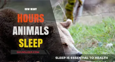 Unveiling the Surprising Sleep Patterns of Animals Worldwide