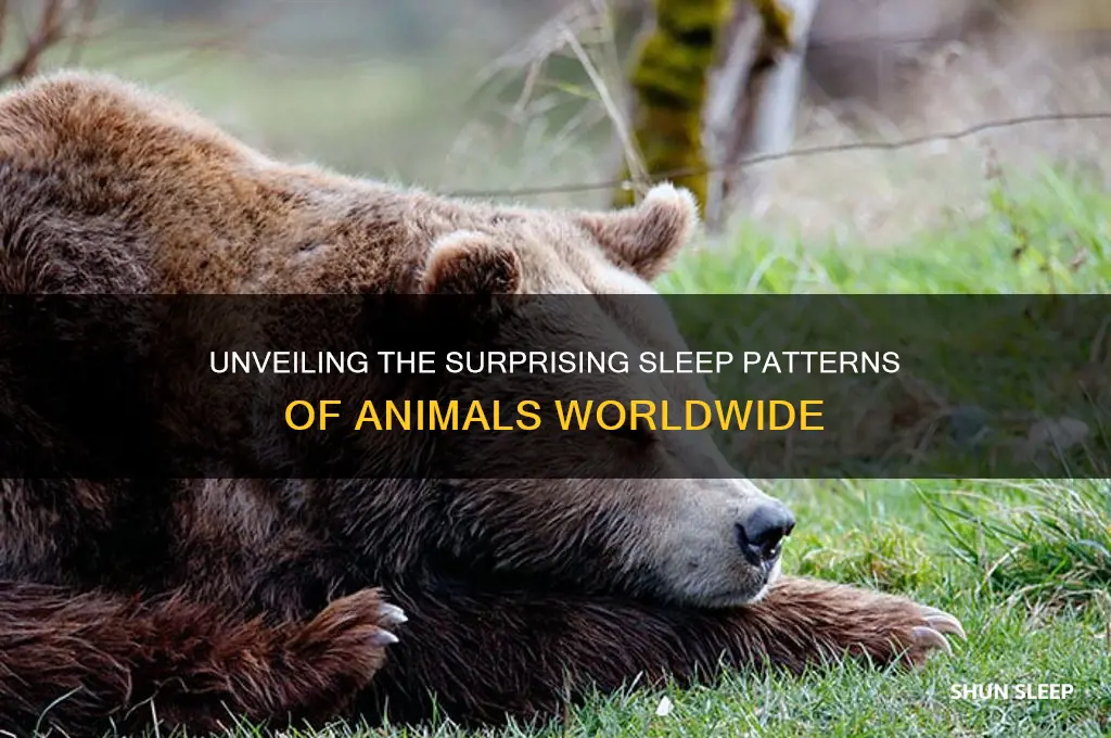 how many hours animals sleep