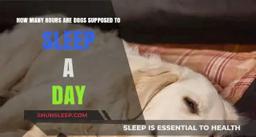Understanding Your Dog's Daily Sleep Needs: How Many Hours Are Ideal?