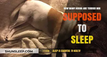 Terrier Mix Sleep Patterns: Understanding Their Ideal Rest Hours