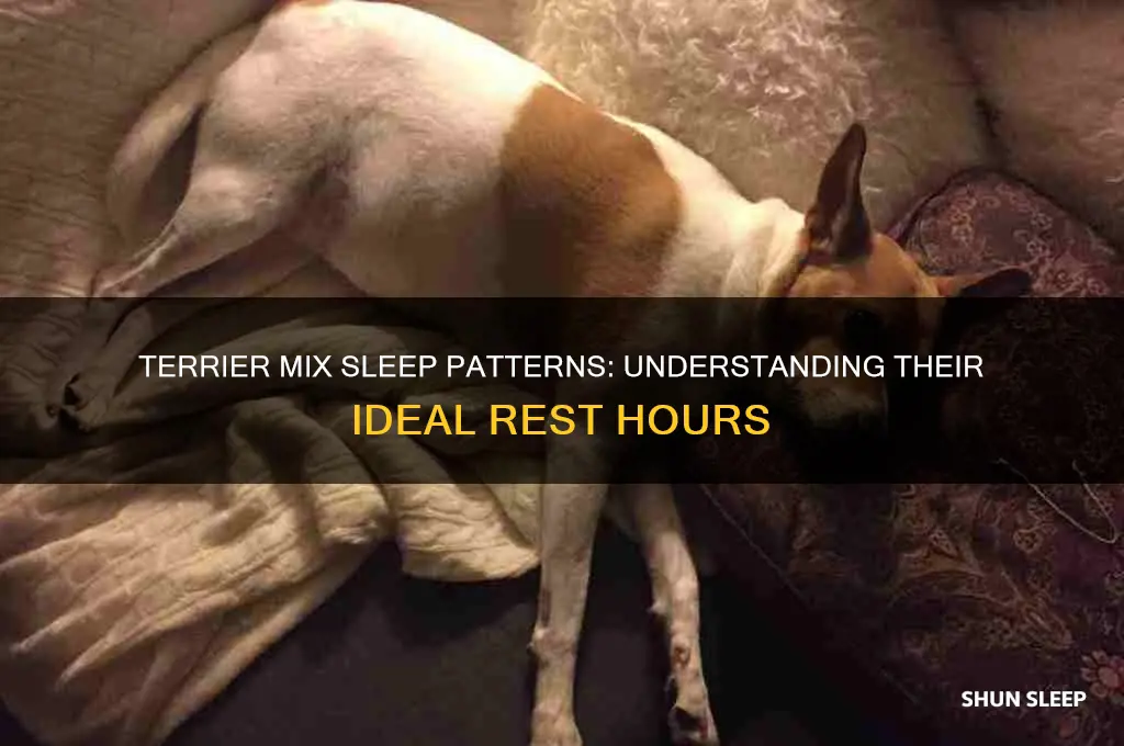 how many hours are terrier mix supposed to sleep