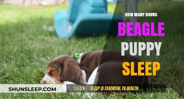 Understanding Beagle Puppy Sleep Patterns: How Many Hours Do They Need?