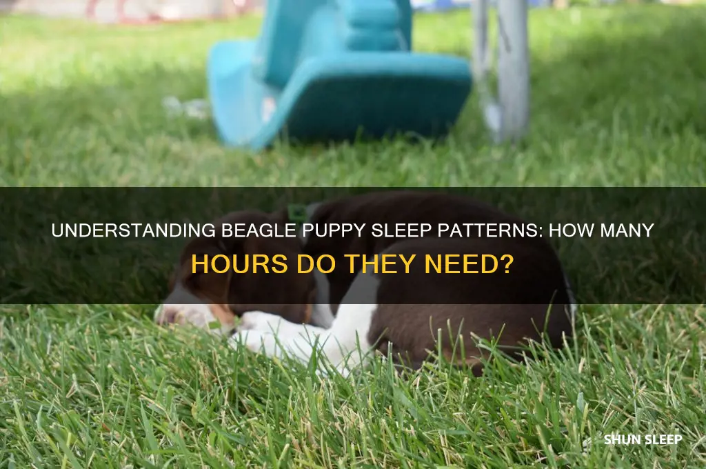 how many hours beagle puppy sleep
