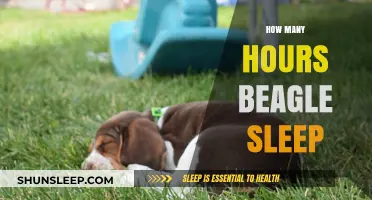Beagle Sleep Patterns: Understanding Their Daily Resting Hours