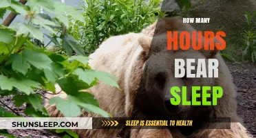 Unveiling the Sleep Patterns: How Many Hours Do Bears Sleep?