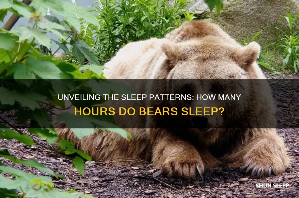 how many hours bear sleep