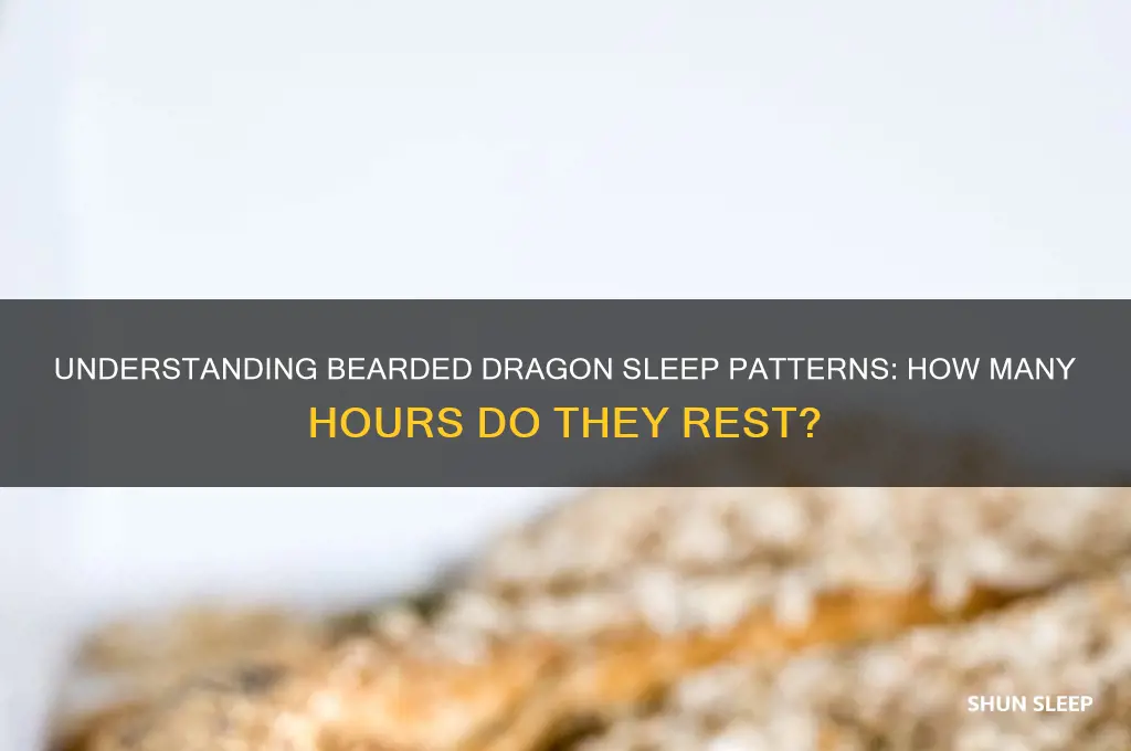 how many hours bearded dragon sleep