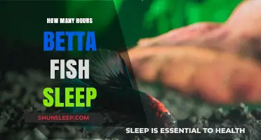 Understanding Betta Fish Sleep Patterns: How Many Hours Do They Rest?