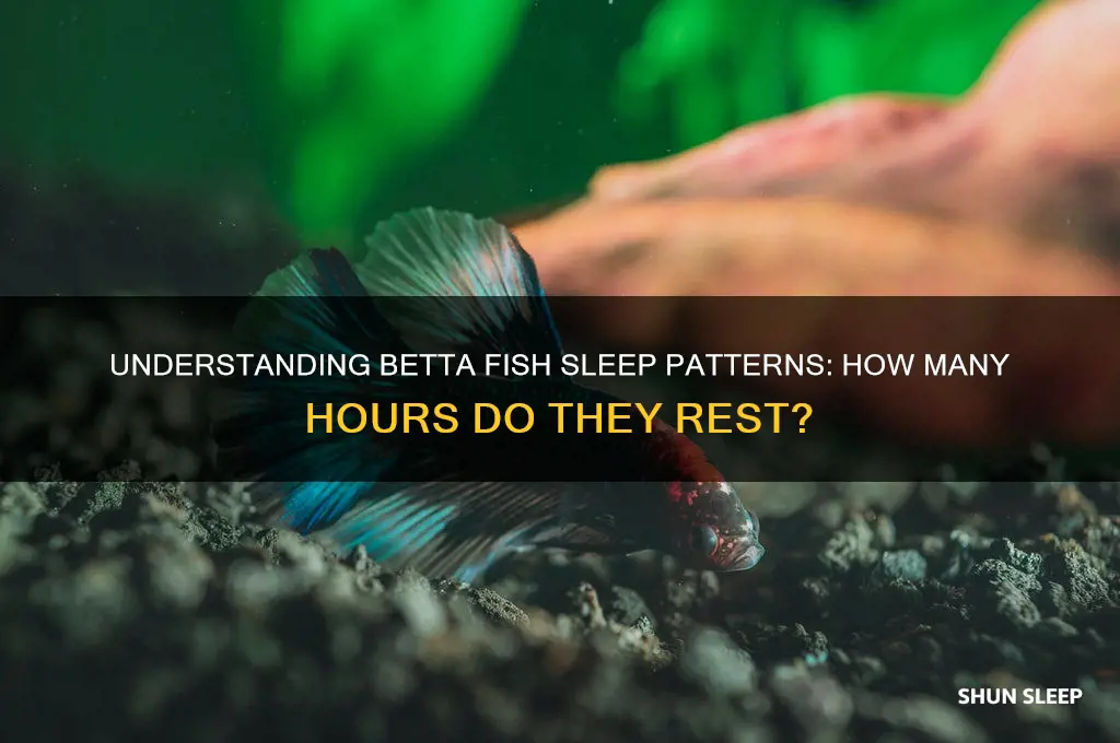 how many hours betta fish sleep