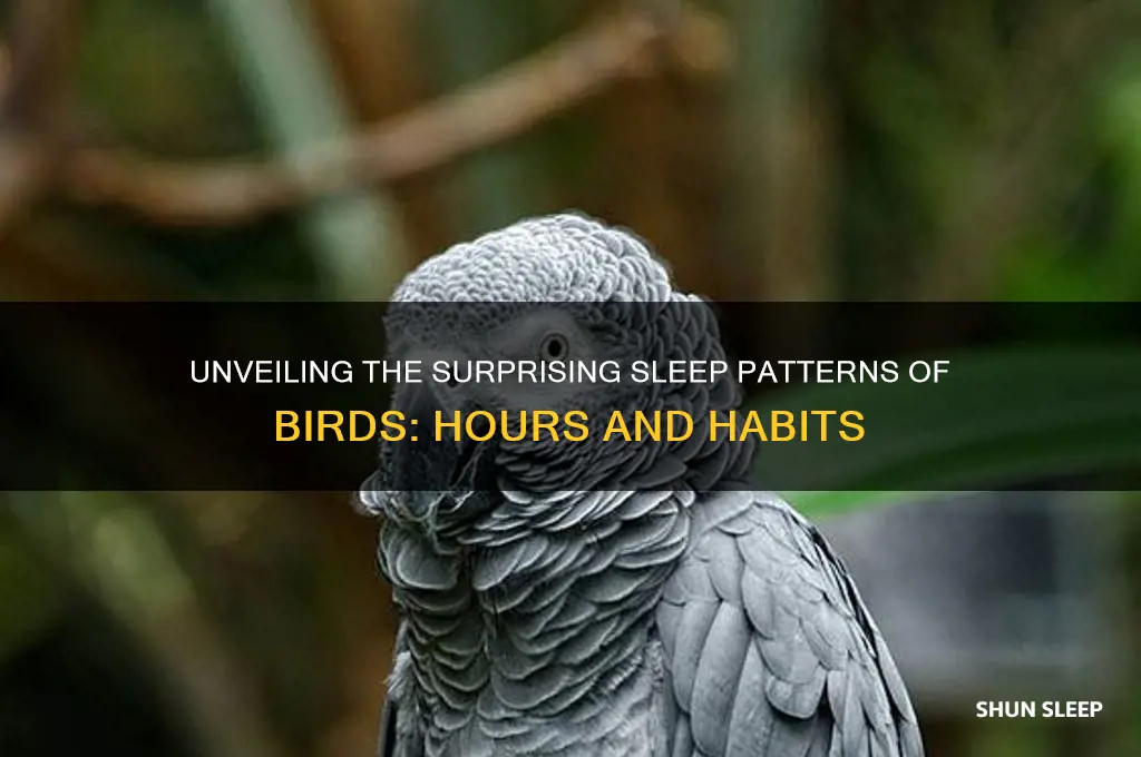 how many hours birds sleep