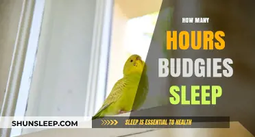 Understanding Budgie Sleep Patterns: How Many Hours Do They Need?