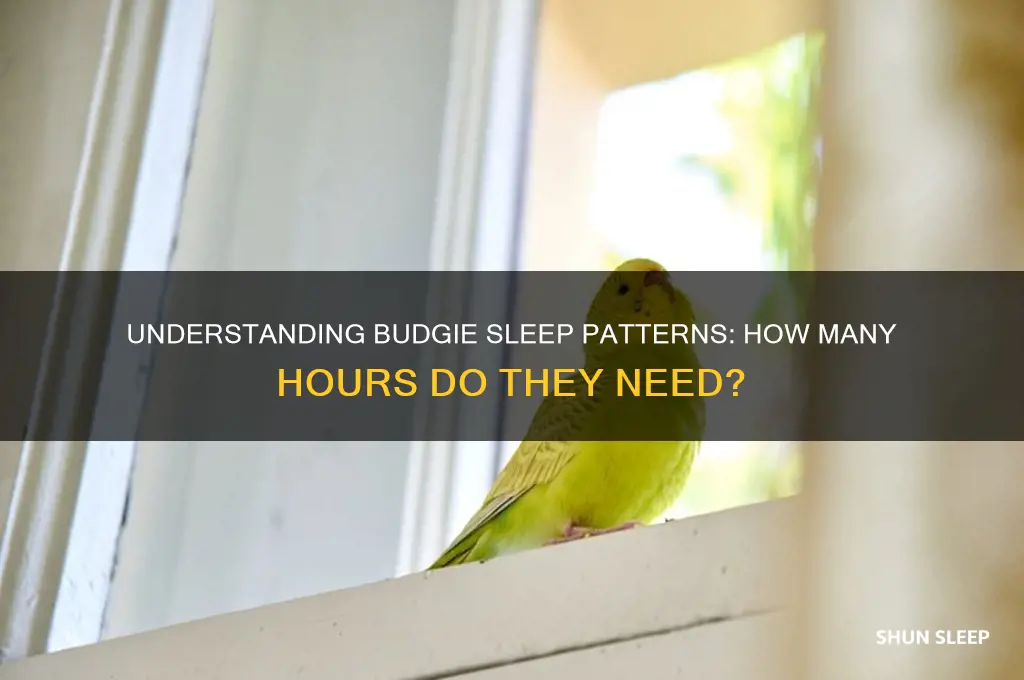 how many hours budgies sleep