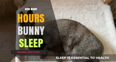 Bunny Sleep Patterns: Understanding How Many Hours Rabbits Rest
