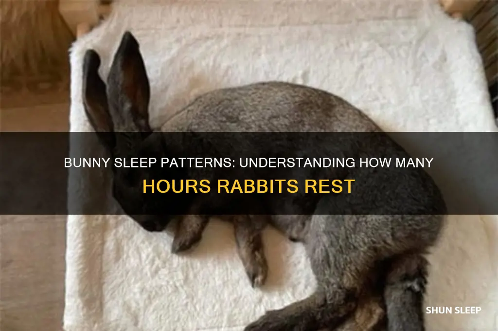 how many hours bunny sleep