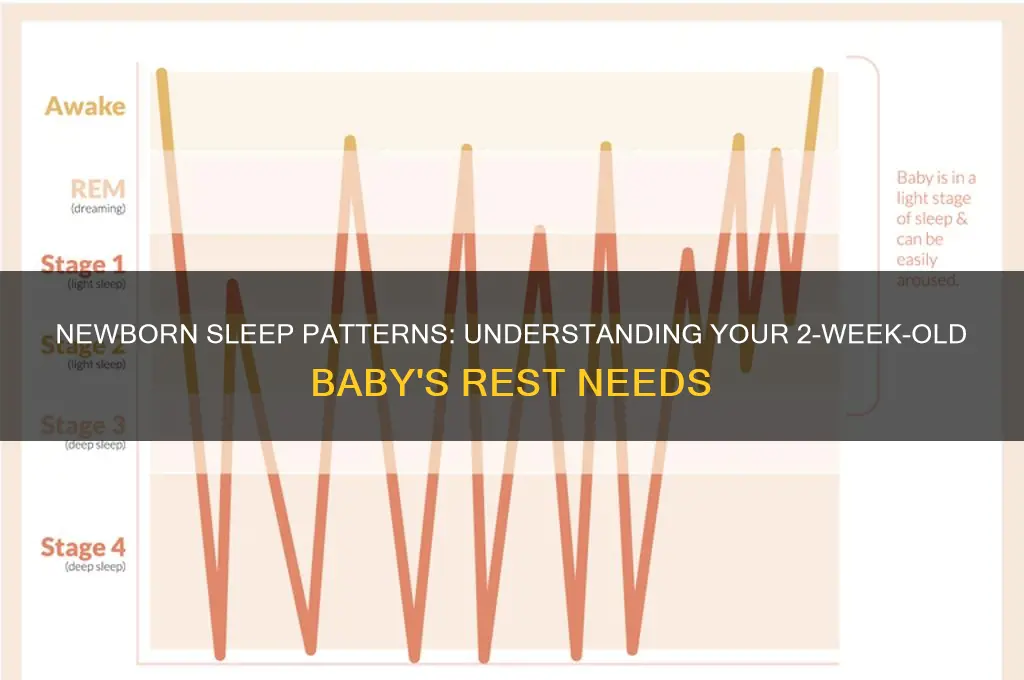 how many hours can a 2 week old baby sleep