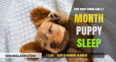 Understanding Your 7-Month Puppy's Sleep Needs and Patterns