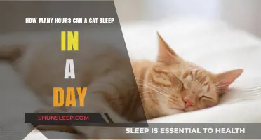 Understanding Your Cat's Daily Sleep Patterns and Resting Habits