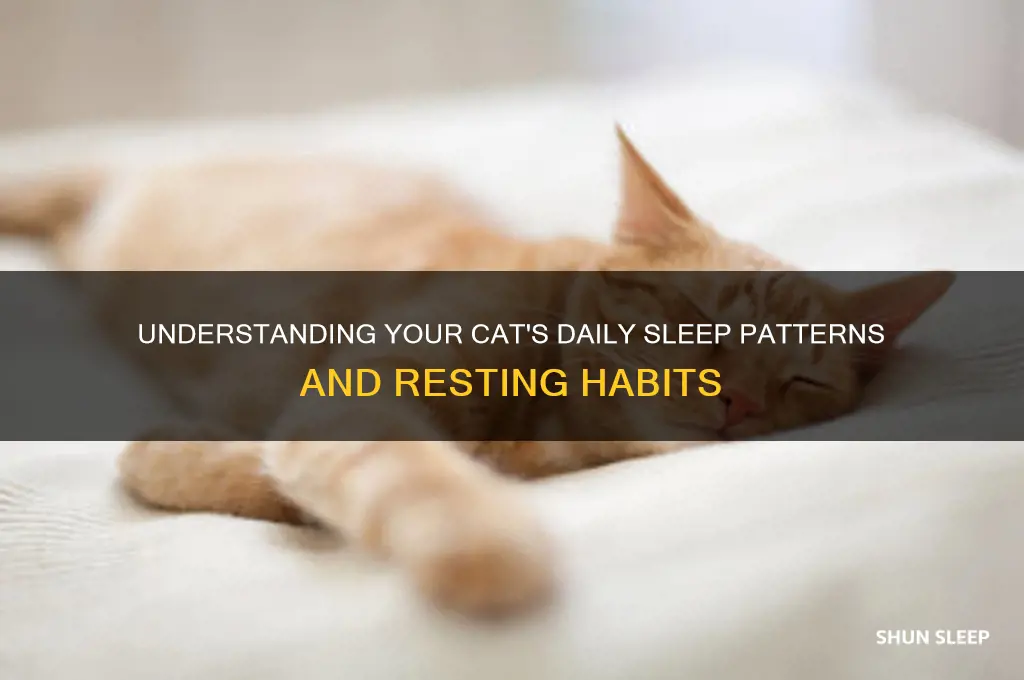 how many hours can a cat sleep in a day