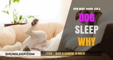 Understanding Your Dog's Sleep Patterns: Hours and Reasons Explained