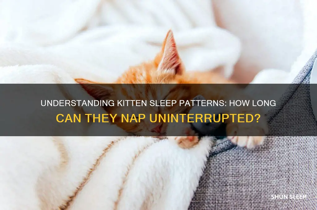 how many hours can a kitten sleep straight