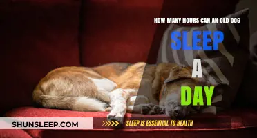 Understanding Your Senior Dog's Sleep Needs: Daily Rest Hours Explained