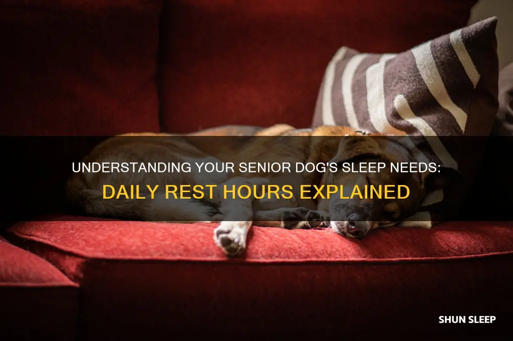 how many hours can an old dog sleep a day