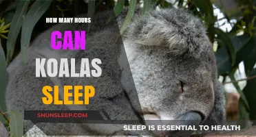 Unbelievable Sleep Patterns: How Many Hours Do Koalas Sleep?