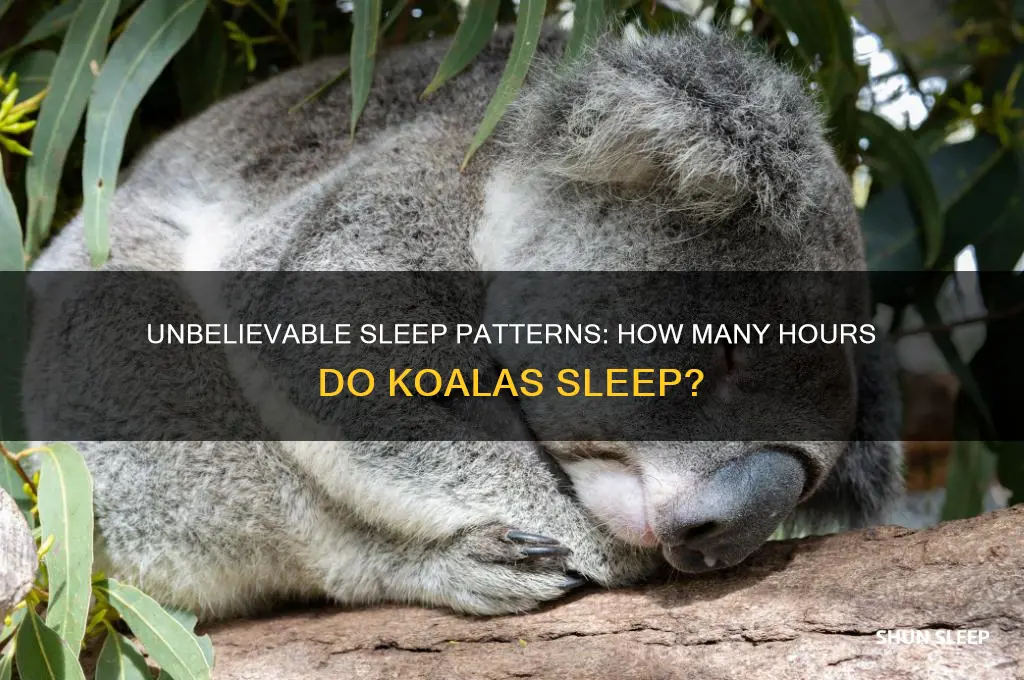 how many hours can koalas sleep