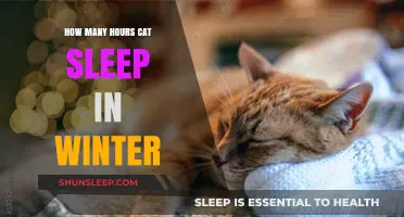 Winter Cat Naps: Understanding Your Feline's Seasonal Sleep Patterns
