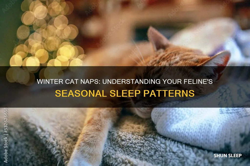 how many hours cat sleep in winter