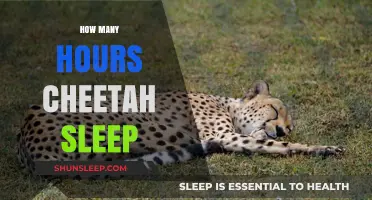 Cheetah Sleep Patterns: Unveiling Their Daily Resting Habits and Duration