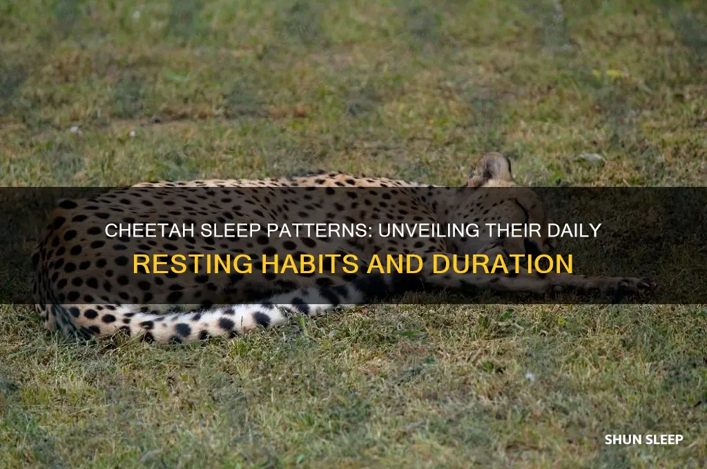 how many hours cheetah sleep