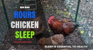 Understanding Chicken Sleep Patterns: How Many Hours Do They Rest?