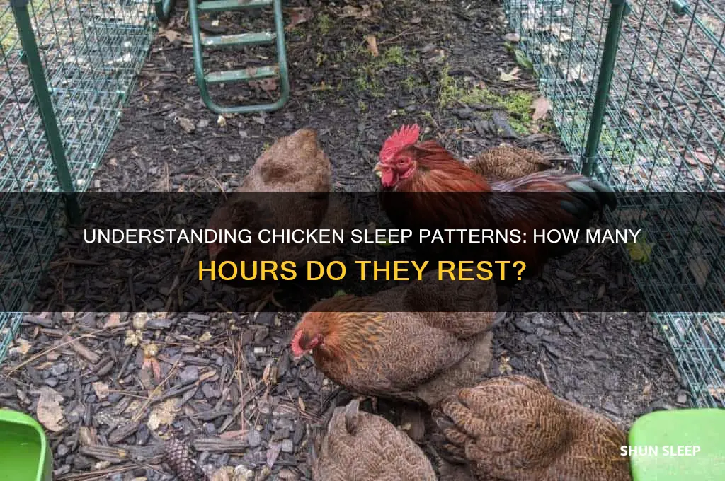 how many hours chicken sleep
