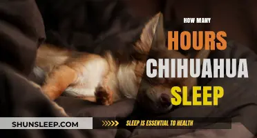 Chihuahua Sleep Patterns: Understanding Their Daily Resting Hours