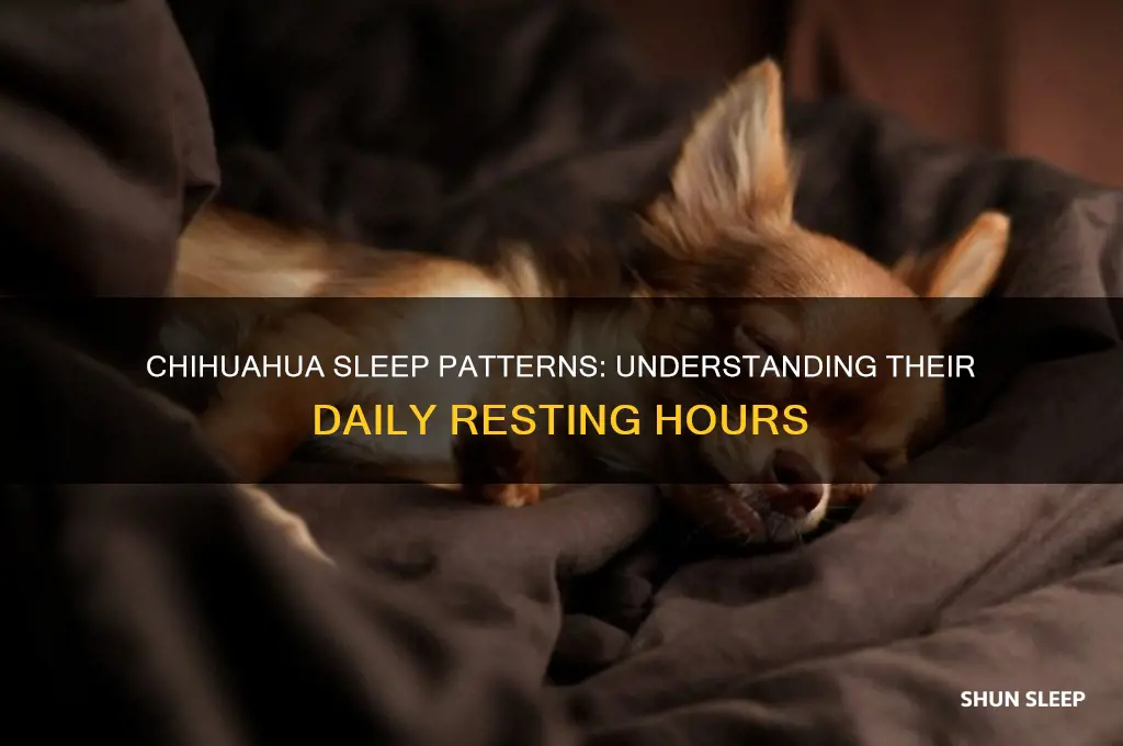 how many hours chihuahua sleep