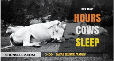 Understanding Cow Sleep Patterns: How Many Hours Do Cows Rest?
